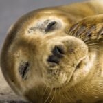 Cornwall: Guided Seal Safari by Boat - Why This Tour Is Worth Considering