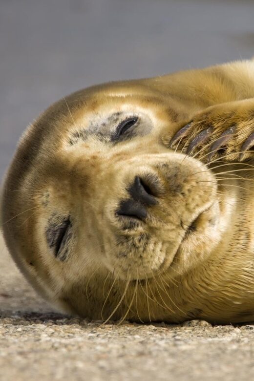 Cornwall: Guided Seal Safari by Boat - Why This Tour Is Worth Considering