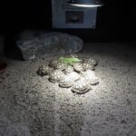 Corsica A Cupulatta Turtle Park Skip the Line Admission Ticket - Practical Tips for Visiting