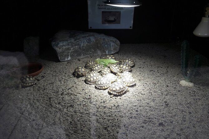 Corsica A Cupulatta Turtle Park Skip the Line Admission Ticket - Practical Tips for Visiting