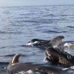 Costa Adeje: Whale and Dolphin Cruise with Food and Pickup - The Practicalities