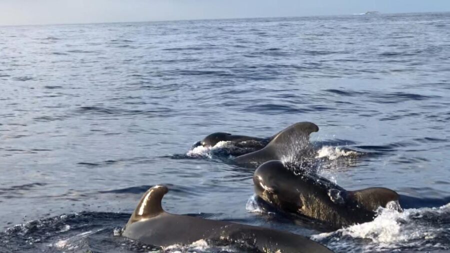 Costa Adeje: Whale and Dolphin Cruise with Food and Pickup - The Practicalities