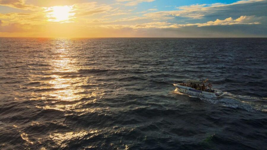 Costa Adeje: Whale and Dolphin-Watching Boat Excursion - The Sum Up