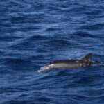 Costa Calma: Fuerteventura Dolphin Watching Boat Tour - What’s Included & What to Consider