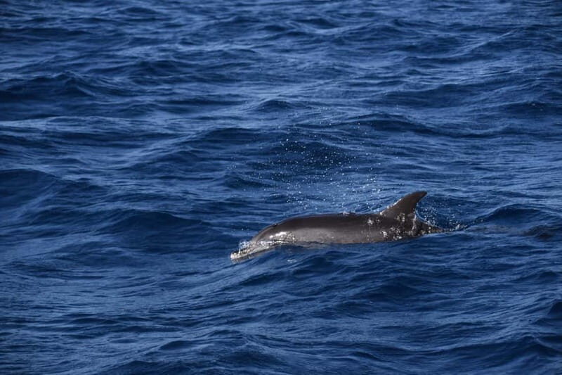 Costa Calma: Fuerteventura Dolphin Watching Boat Tour - What’s Included & What to Consider