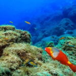 Costa Teguise: Guided 2-hour Snorkeling Tour for all levels - Why Choose This Snorkeling Tour?