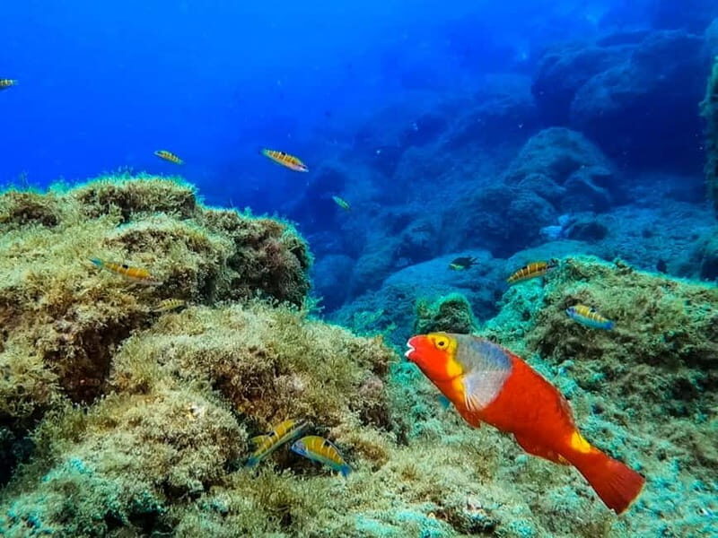 Costa Teguise: Guided 2-hour Snorkeling Tour for all levels - Why Choose This Snorkeling Tour?