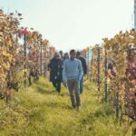 Costigliole d'Asti: Cellar tour and tasting - A detailed look at what to expect during this wine journey