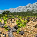 Coteaux d'Aix: Ste Victoire Wine Tour & Cezanne route - Who Will Love This Tour?