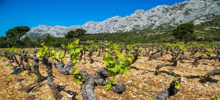 Coteaux d'Aix: Ste Victoire Wine Tour & Cezanne route - Who Will Love This Tour?