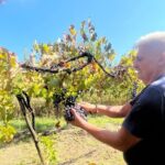 Craftsmanship and Flavors of Sorrento and Amalfi Coast - Who Would Love This Tour?