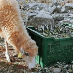 Cres Olive Harvest Tour - Practical Details & Tips