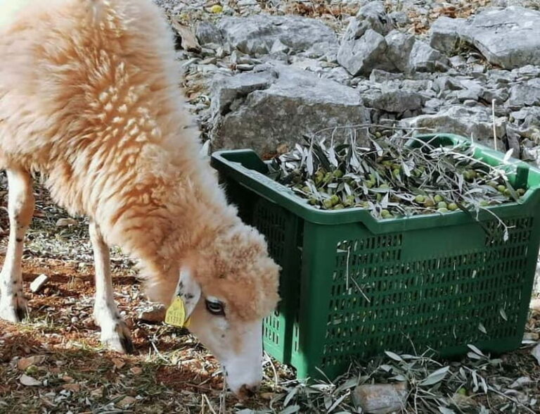 Cres Olive Harvest Tour - Practical Details & Tips