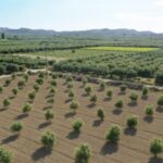 Cretan Farm Tour with Cheese-Making & Food Picnic - A Detailed Look at the Cretan Farm Tour