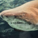 Crete: Heraklion Center, Local Market and Creta Aquarium - Practical Tips and Considerations