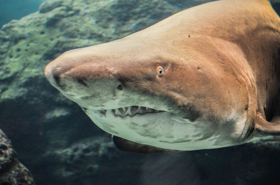 Crete: Heraklion Center, Local Market and Creta Aquarium - Practical Tips and Considerations