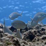 Crete Introductory Scuba Diving Experience - The Sum Up