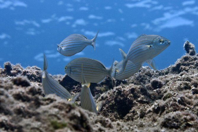 Crete Introductory Scuba Diving Experience - The Sum Up