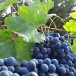 Crete: Olive, Wine, & Raki on a Flavorful Culinary Journey - Why This Tour Works Well