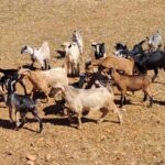 Crete: Shepherds Life & Psiloritis Mountain Tour with Meal - Practical Details and What You’re Paying For