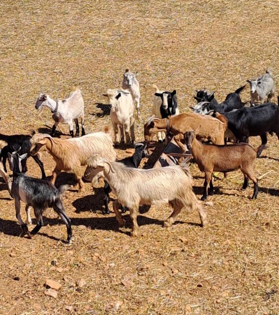 Crete: Shepherds Life & Psiloritis Mountain Tour with Meal - Practical Details and What You’re Paying For