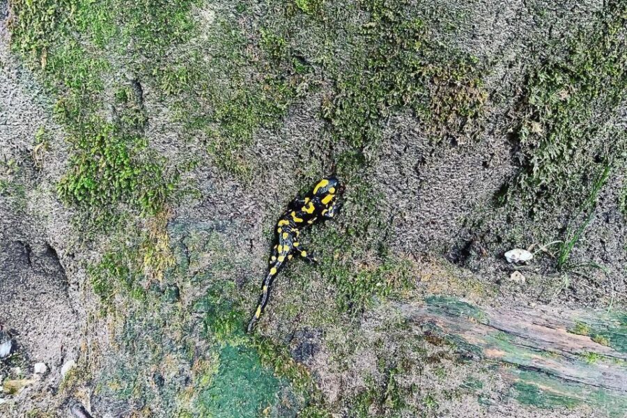 Croatia: Plitvice Lakes Private Tour with Hotel Pickup - The Itinerary: From Lower Lakes to Upper Wonders