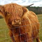 Cruise on Loch Lomond, Kelpies and Stirling Castle Private Tour - Lunch and the Village of Drymen