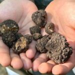 Culinary Adventure To The Fungi And Botanical Kingdom Of Bulgaria - The Authentic Value of This Tour