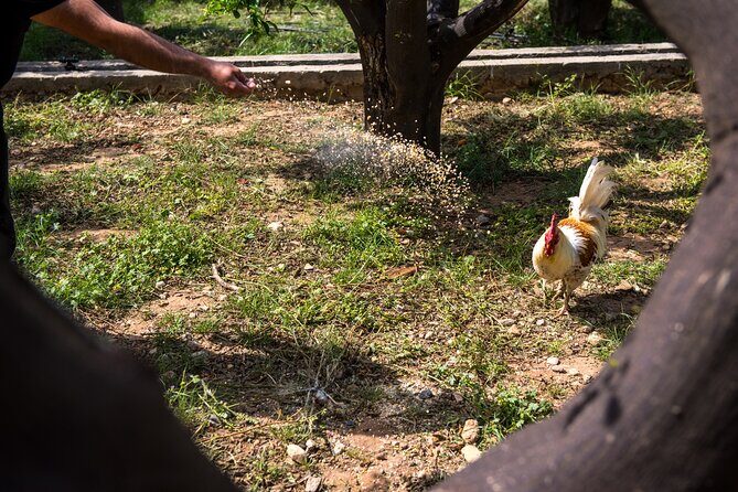 Culinary Agristory in Vathis - Kalymnos - Who Will Love This Tour?