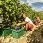 Dalmatian Delights: Food & Wine Tour from Split or Trogir - What Travelers Say