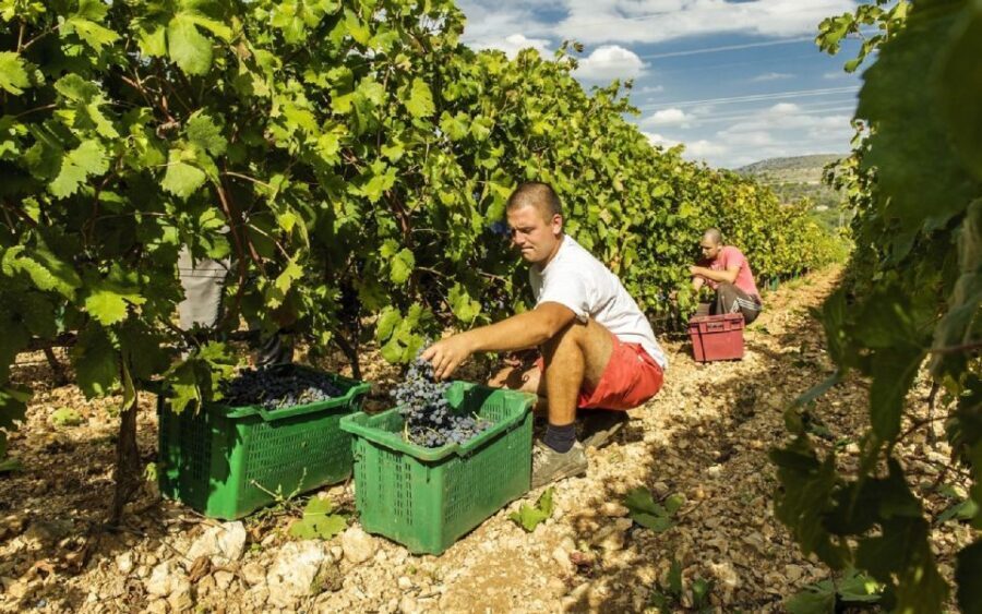 Dalmatian Delights: Food & Wine Tour from Split or Trogir - What Travelers Say