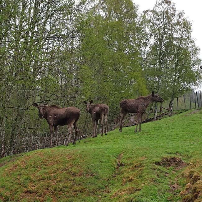 Dals Långed: Moose Park Guided Tour with Feeding - Who Should Consider This Tour?