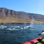 Dalvík: Whale Watching Speedboat Tour - What Makes This Tour Stand Out?