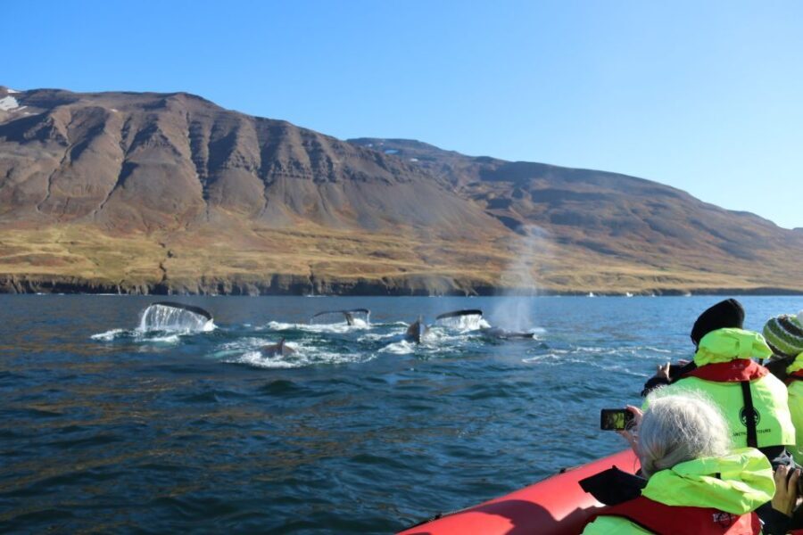 Dalvík: Whale Watching Speedboat Tour - What Makes This Tour Stand Out?