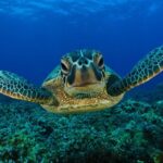 Dalyan Classic Boat Trip From Dalyan include Transfers - Who Should Consider This Trip?