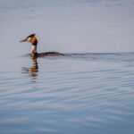 Danube Delta - 2-Day Tour from Bucharest - What’s Included and What’s Not