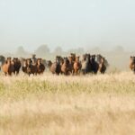 Danube Delta PRIVATE boat trip to Letea Forest (guided tour) - What to Expect from the Tour