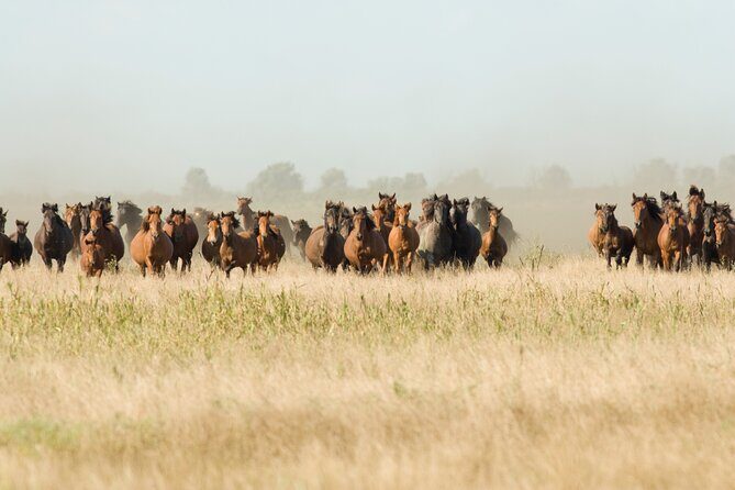 Danube Delta PRIVATE boat trip to Letea Forest (guided tour) - What to Expect from the Tour