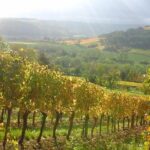 Day tour of the road of the Grands Crus vineyards of Burgundy. - What to expect during the experience