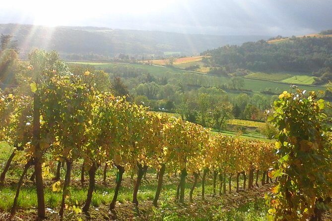 Day tour of the road of the Grands Crus vineyards of Burgundy. - What to expect during the experience