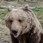 Day trip Bran Castle, Rasnov Fortress and Bear Sanctuary - Who Will Love This Tour?