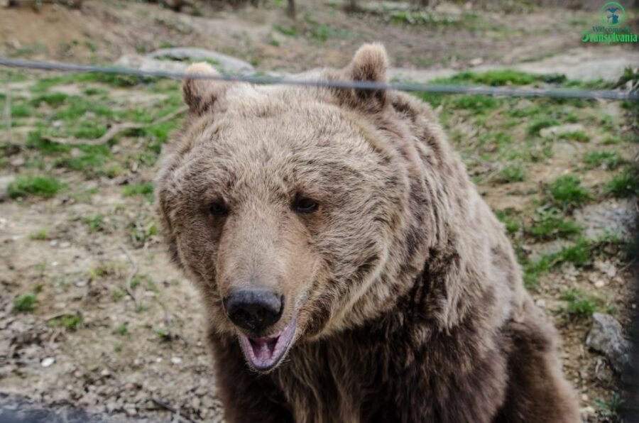 Day trip Bran Castle, Rasnov Fortress and Bear Sanctuary - Who Will Love This Tour?