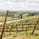 Day trip Lisbon Wine Tasting - Private tour - Why This Tour Offers Great Value