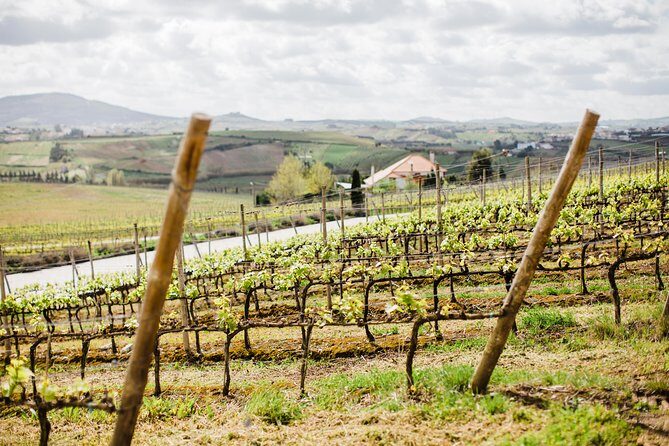 Day trip Lisbon Wine Tasting - Private tour - Why This Tour Offers Great Value