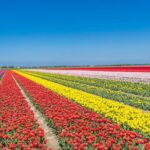 Day Trip to Famous Tulip Route in Noordoostpolder From Amsterdam - What’s Included and What’s Not?