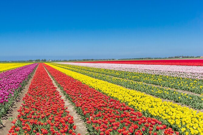 Day Trip to Famous Tulip Route in Noordoostpolder From Amsterdam - What’s Included and What’s Not?