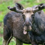 Day Trip To Gauja National Park: Animals, and Castles - Who Is This Tour Best For?