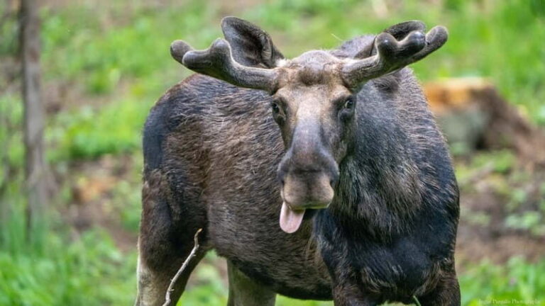 Day Trip To Gauja National Park: Animals, and Castles - Who Is This Tour Best For?