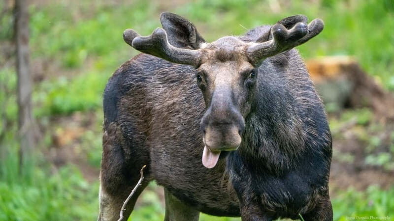 Day Trip To Gauja National Park: Animals, and Castles - Who Is This Tour Best For?