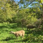Delphi and Osios Loukas Byzantine Monastery - Who Will Appreciate This Tour?